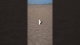 【 #にぎにじダンス 】 砂漠で踊ってみた【にじさんじ/矢車りね】 #shorts