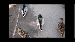 お話をしたいが・・・ま・・・　2026/02/28