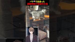 パリ🇫🇷で出会った運動神経が絶望的な猫  #加賀美ハヤト #にじさんじ #shorts