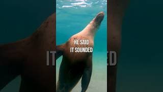 EVIL Sea Lions??? #sealions #nature #nijisanji_en